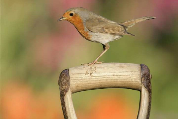 Rougegorge familier (Erithacus rubecula) © RSPB